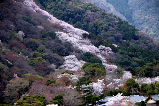 京の花だより　嵐山_e0048413_1949023.jpg