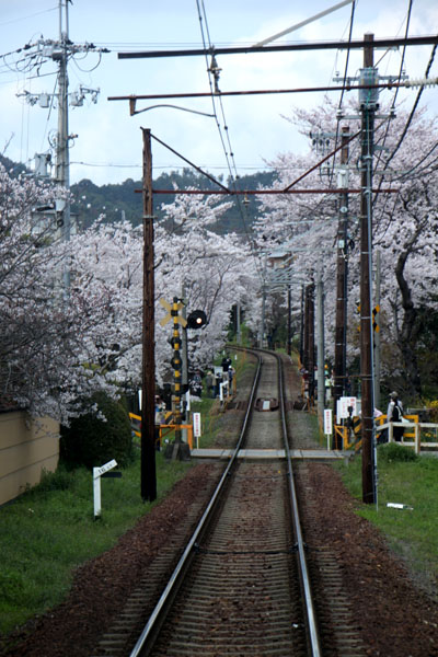 京の花だより 嵐電 桜のトンネル_e0048413_20263354.jpg