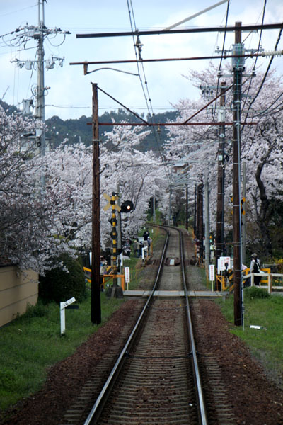 京の花だより　嵐電　桜のトンネル_e0048413_20263354.jpg