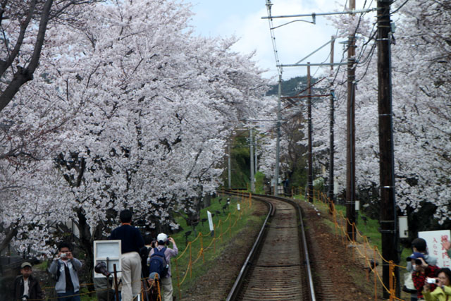 京の花だより 嵐電 桜のトンネル_e0048413_20264420.jpg