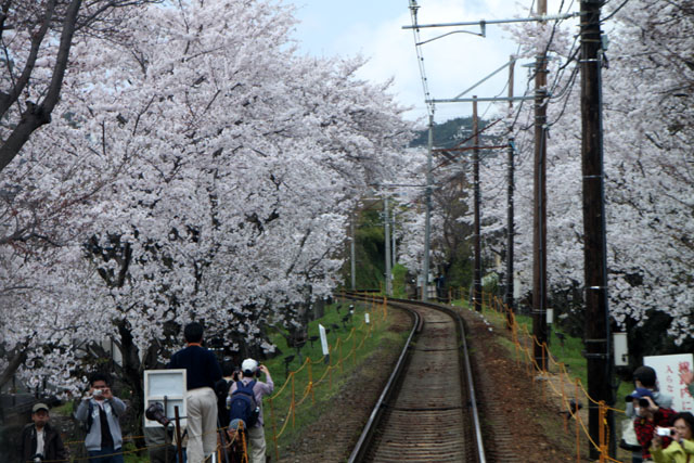 京の花だより　嵐電　桜のトンネル_e0048413_20264420.jpg