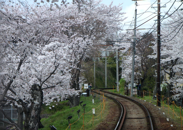 京の花だより　嵐電　桜のトンネル_e0048413_20273714.jpg