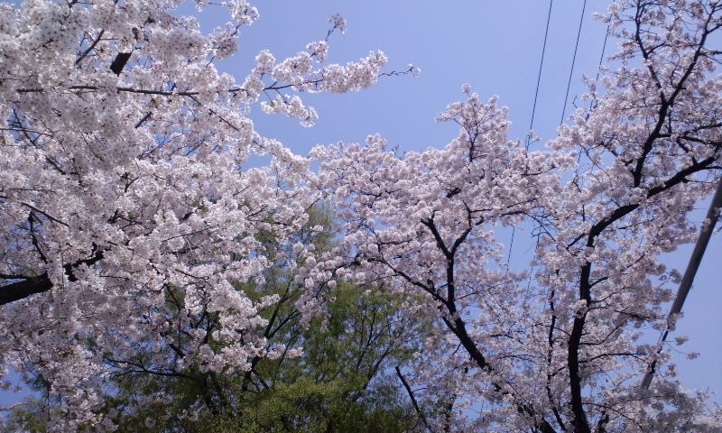 桜を見ながらゆっくりと_e0163013_9502516.jpg