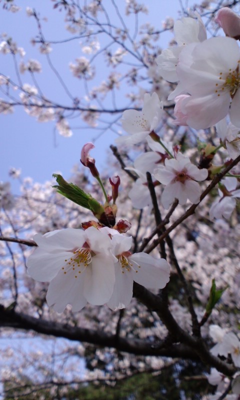 桜を見ながらゆっくりと_e0163013_951640.jpg