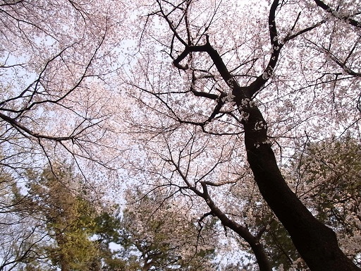 満開の桜_c0192215_1828690.jpg