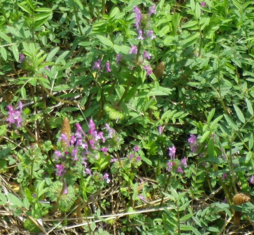 e0052716_10513646.jpg