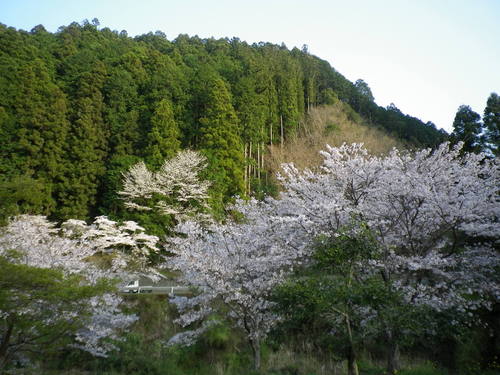 e0052716_1052452.jpg