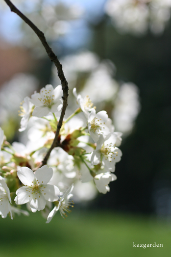 Sakura_b0081419_3551999.jpg