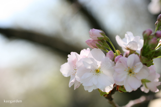 Sakura_b0081419_3555340.jpg