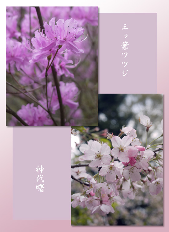 今年は今年の花が咲く_d0133320_0123062.jpg
