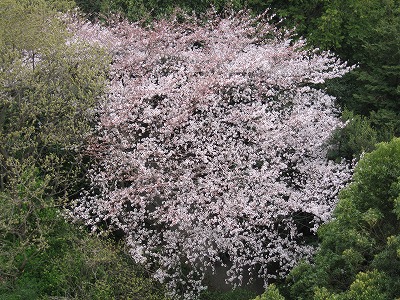 横浜　桜探訪☆2011_a0111621_8405441.jpg