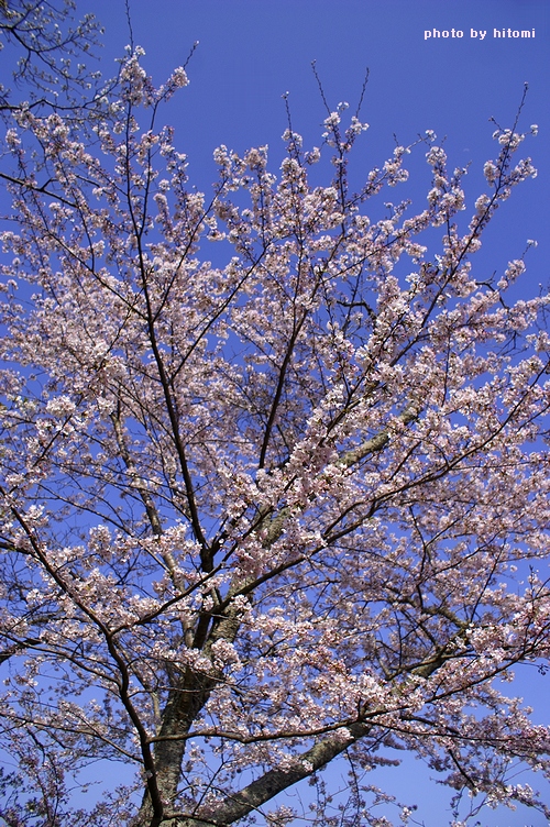桜。_a0144721_1453270.jpg