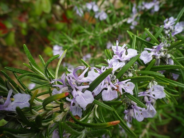 b0138522_23284260.jpg