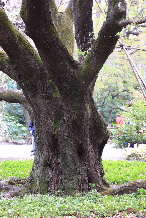 東京駒込六義園の枝垂れ桜･･･・その３_b0165522_6151524.jpg