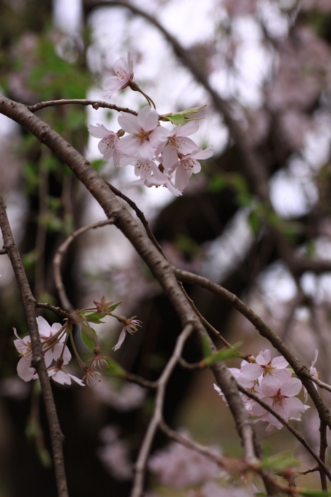 東京駒込六義園の枝垂れ桜･･･・その３_b0165522_6163232.jpg