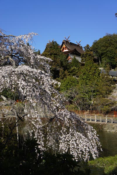 吉備津神社の桜_f0060722_2134164.jpg