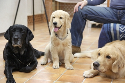 大型犬限定パーティー, 2010\'_e0191026_2339625.jpg