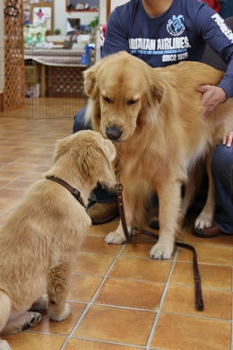 大型犬限定パーティー, 2010\'_e0191026_23431110.jpg