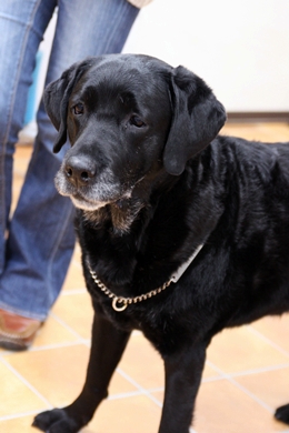 大型犬限定パーティー, 2010\'_e0191026_23525479.jpg