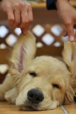 大型犬限定パーティー, 2010\'_e0191026_23574356.jpg