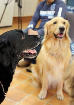大型犬限定パーティー, 2010\'_e0191026_2359303.jpg