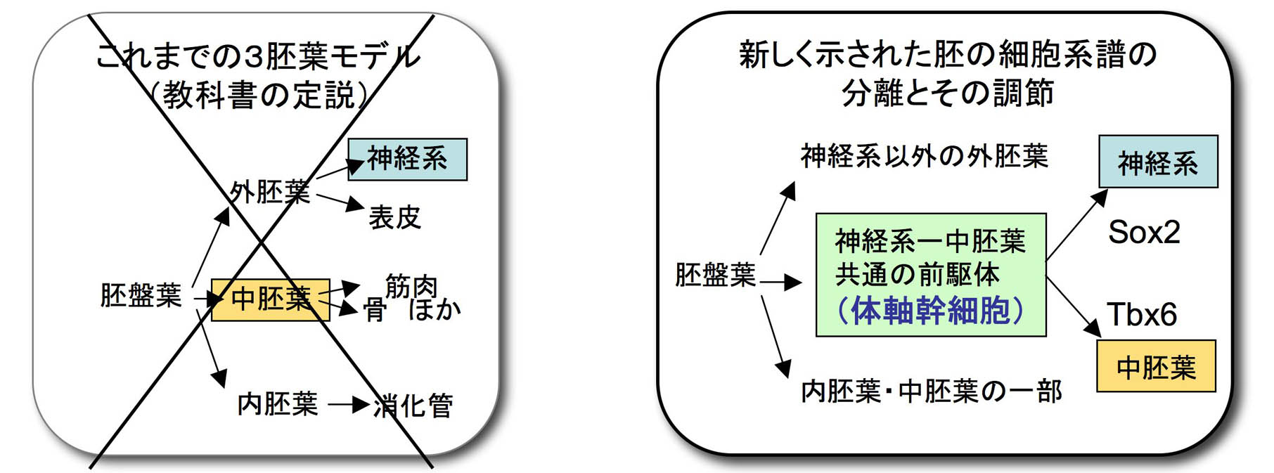 発生学上の定説は覆るのか 脳 身体 心 の治療室