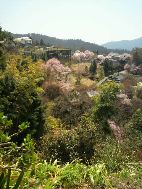 吉野山　桜　なう_c0124828_9563742.jpg