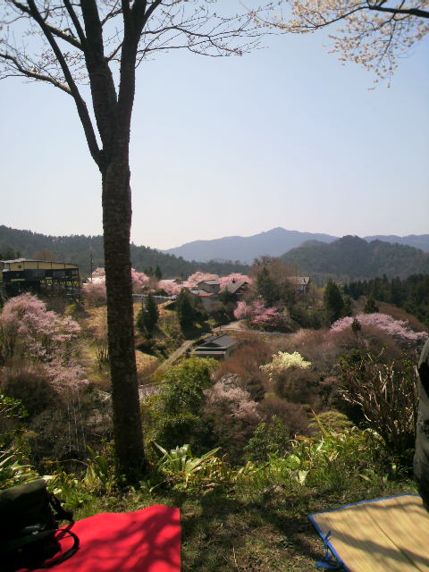 吉野山　桜　なう_c0124828_957138.jpg