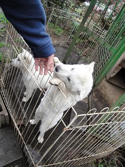 犬を飼うまで日記_e0170128_1958473.jpg