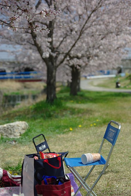 2011年4月11日　のどかな川辺の桜並木にて_b0134829_1234258.jpg