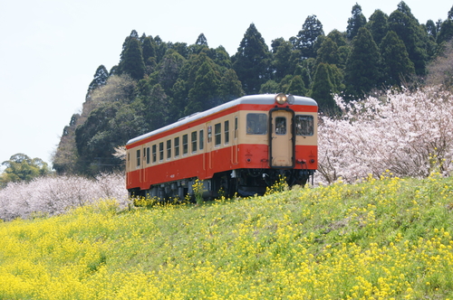 日帰り千葉遠征（113・キハ52・小湊）_d0223231_21374529.jpg