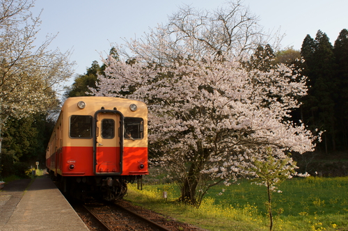 日帰り千葉遠征（113・キハ52・小湊）_d0223231_2138082.jpg