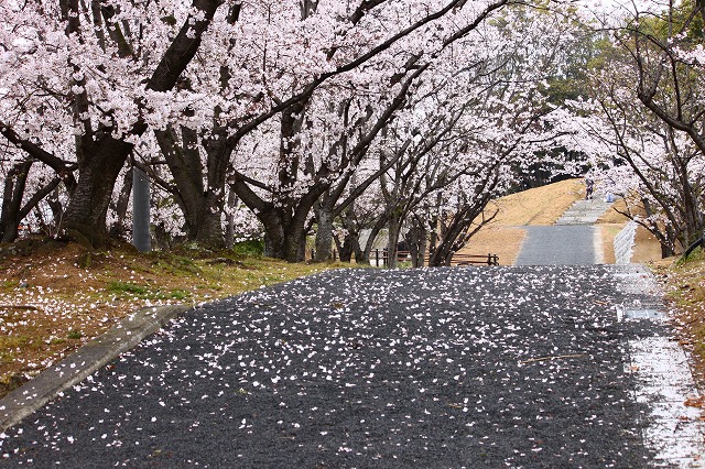 ４月８日（木曜日） 早島界隈へ_a0045932_791674.jpg