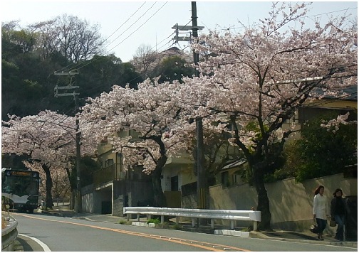 ちょっと残念なフリマと、ついでのお花見と_d0017632_225385.jpg