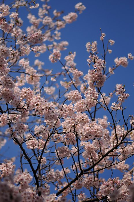 今日の桜は・・・_f0205834_23493325.jpg