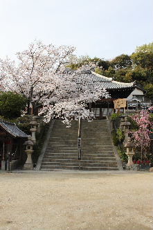 桜桜_a0059035_20531155.jpg
