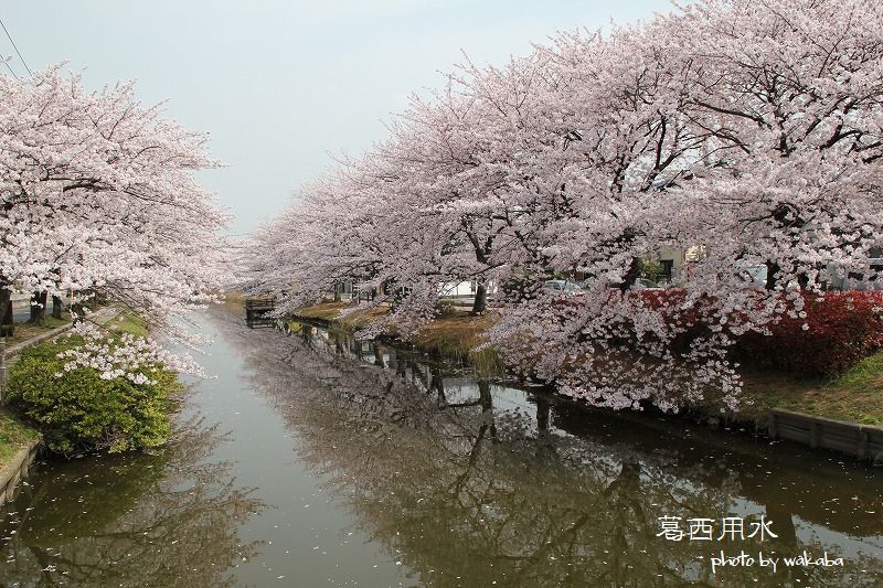 草加葛西用水の桜並木は満開でした～♪_e0052135_172161.jpg