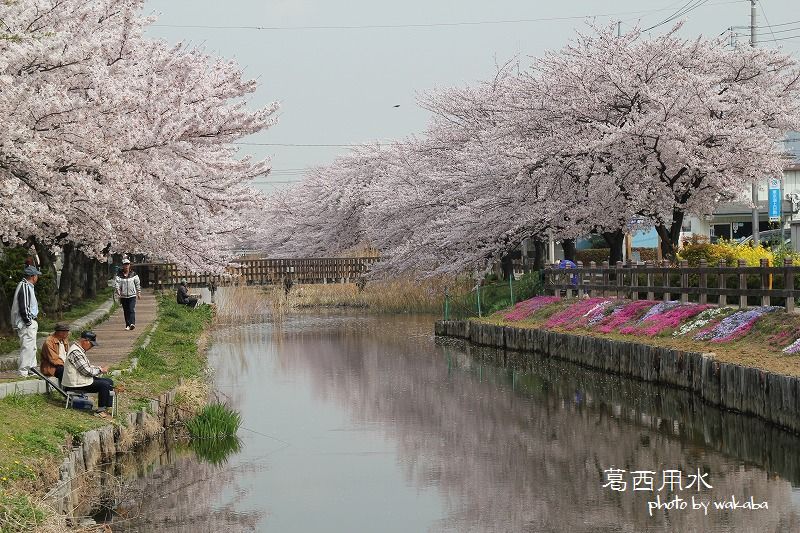 草加葛西用水の桜並木は満開でした～♪_e0052135_172254.jpg