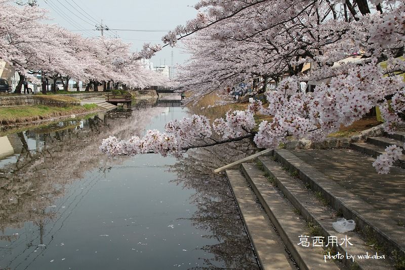 草加葛西用水の桜並木は満開でした～♪_e0052135_1722929.jpg