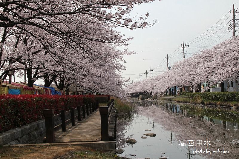 草加葛西用水の桜並木は満開でした～♪_e0052135_1724167.jpg