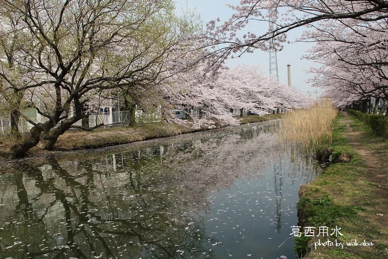 草加葛西用水の桜並木は満開でした～♪_e0052135_1725691.jpg