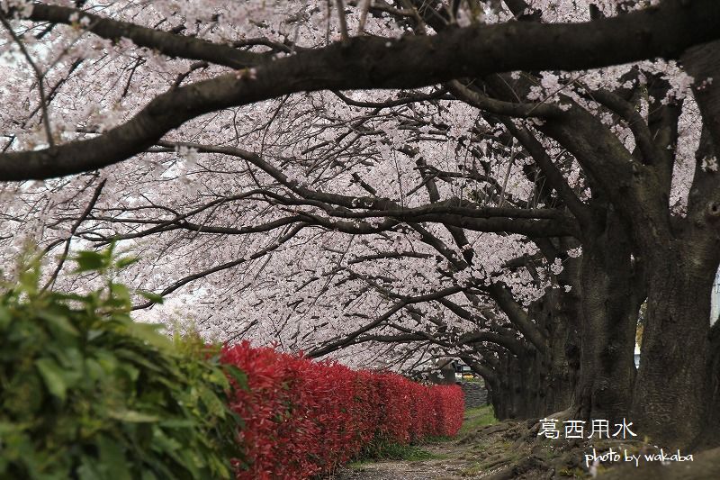 草加葛西用水の桜並木は満開でした～♪_e0052135_1731153.jpg