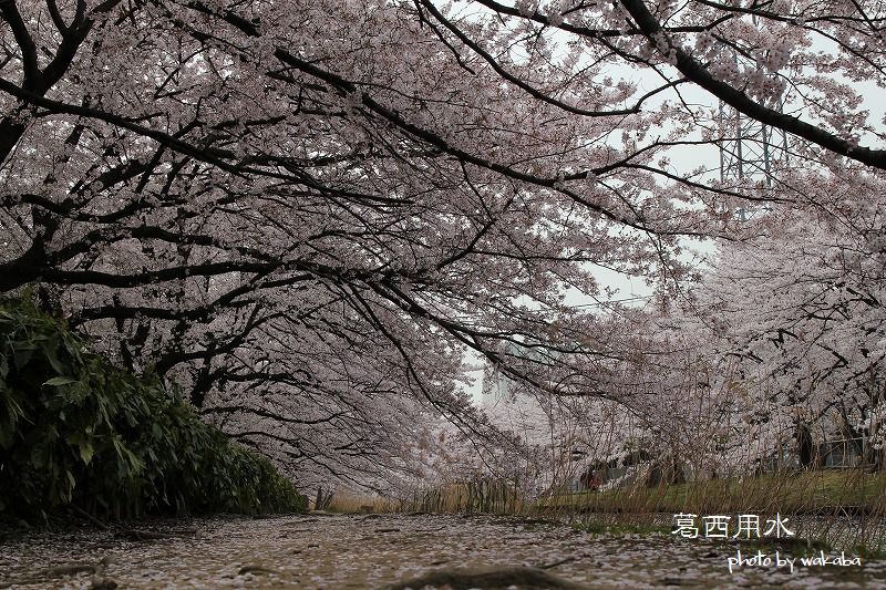 草加葛西用水の桜並木は満開でした～♪_e0052135_1732538.jpg