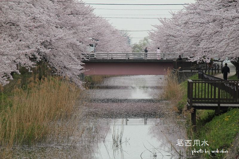 草加葛西用水の桜並木は満開でした～♪_e0052135_173384.jpg