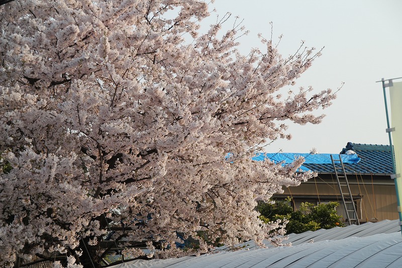 草加葛西用水の桜並木は満開でした～♪_e0052135_1783443.jpg