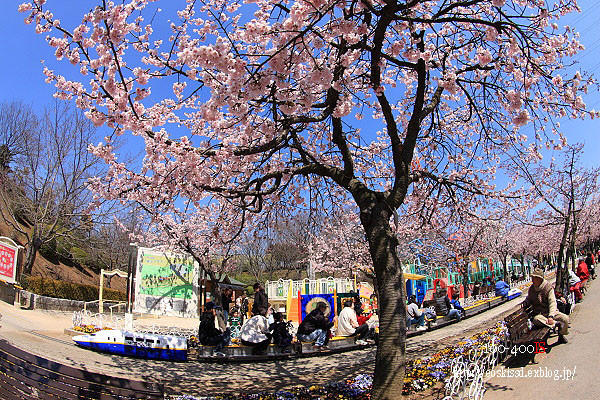 《花》　安行寒桜（4）　10-17mm魚眼　（川口グリーンセンター）_c0080036_23375545.jpg