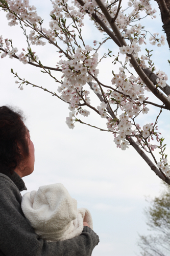 舎人公園の桜_f0236736_7465449.jpg