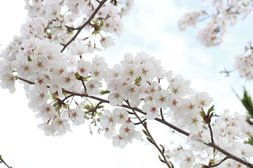 舎人公園の桜_f0236736_7465840.jpg