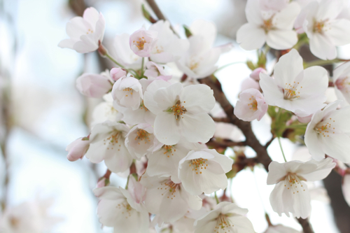 舎人公園の桜_f0236736_747153.jpg