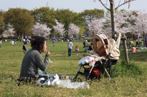 舎人公園の桜_f0236736_7471947.jpg